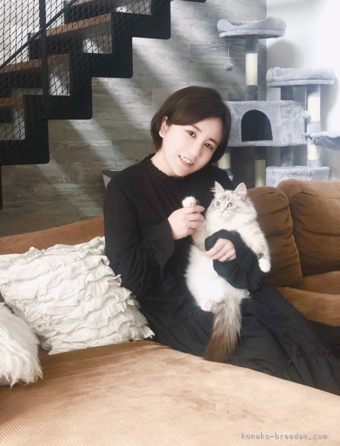 森本　聖菜(もりもと　せいな)ブリーダー(広島県・サイベリアン・ICC登録)の紹介写真2