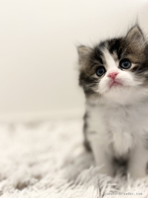 森本　聖菜(もりもと　せいな)ブリーダー(広島県・サイベリアン・ICC登録)の紹介写真3