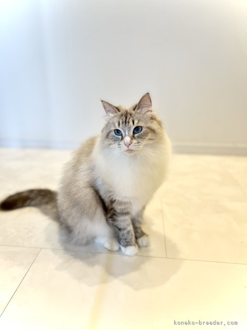 森本　聖菜(もりもと　せいな)ブリーダー(広島県・サイベリアン・ICC登録)の紹介写真4