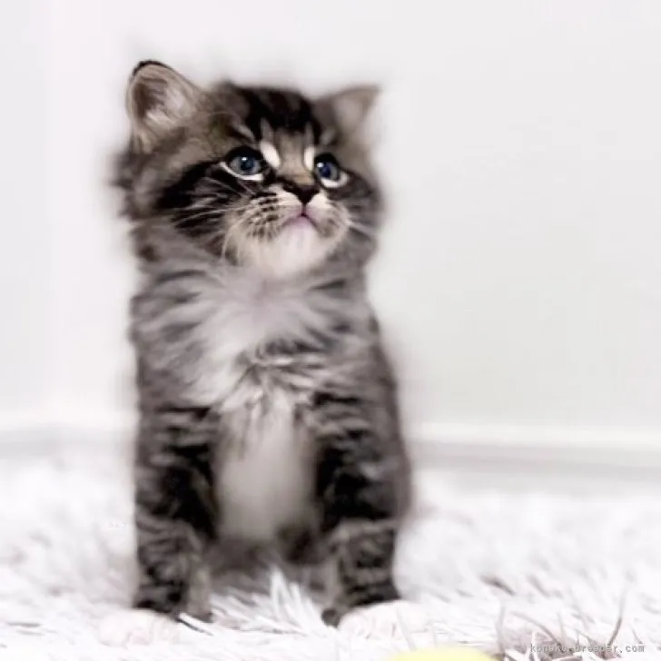 T.T 様のお迎えした子猫