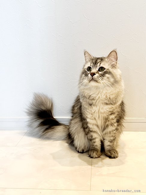 サイベリアン【・男の子・2021年12月11日・シルバータビー&amp;ホワイト】