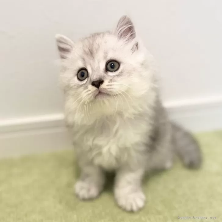 ホー 様のお迎えした子猫