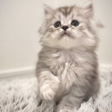 サイベリアン【広島県・女の子・2024年10月30日・シルバータビー（トリプルコート）】の写真「ふわふわモフモフのタビー柄の天使♡」