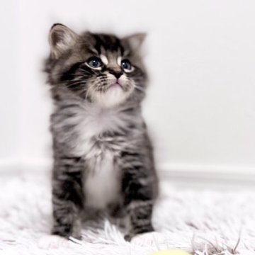 サイベリアン【広島県・男の子・2023年10月25日・ブラックシルバータビー&ホワイト（トリプルコート）】の写真「白のアイラインが際立つイケメン君⟡.·」