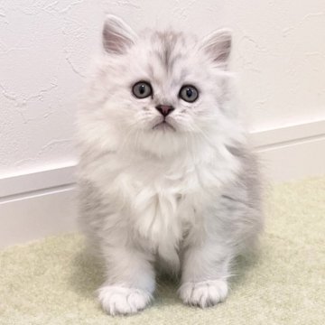 サイベリアン【広島県・女の子・2024年4月10日・シルバータビー&ホワイト（トリプルコート）】の写真「お顔立ちも毛色も美しい子猫ちゃん」