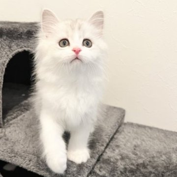 サイベリアン【広島県・男の子・2023年3月12日・シルバータビー&ホワイト（トリプルコートシルクタッチ）】の写真「とても美しい子猫です」