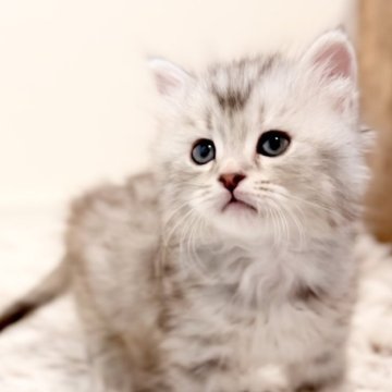 サイベリアン【広島県・男の子・2023年10月25日・シルバータビー&ホワイト（トリプルコート）】の写真「可愛いお顔で抱っこ好きの甘えん坊くん」