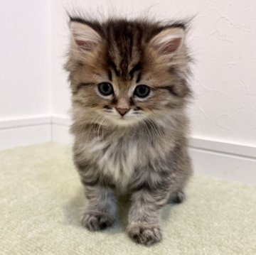 サイベリアン【広島県・女の子・2024年4月10日・ブラウンタビー（トリプルコート）】の写真「タレ目で大きな目のお顔立ちが可愛い女の子」