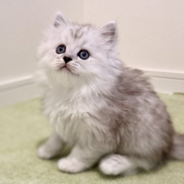 サイベリアン【広島県・男の子・2024年4月10日・シルバータビー&ホワイト（トリプルコート）】の写真「お顔立ちも毛色も美しい子猫ちゃん」