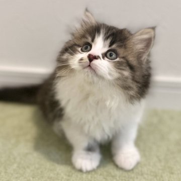 サイベリアン【広島県・男の子・2024年4月10日・ブラックタビー&ホワイト（トリプルコート）】の写真「ハチワレでブチ模様が可愛い男の子」