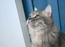 サイベリアン【・男の子・2024年3月29日・ブルータビー】