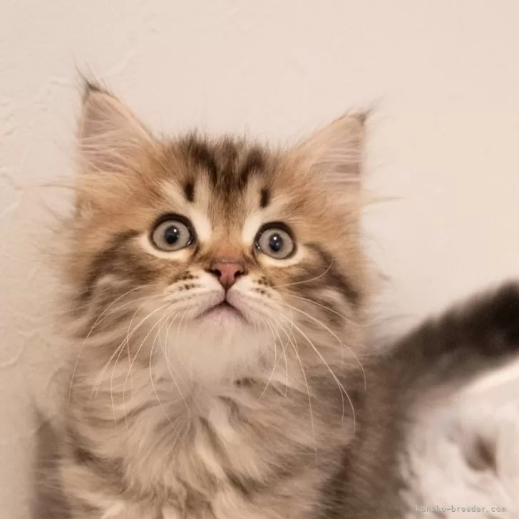 ID：2508-01077の子猫