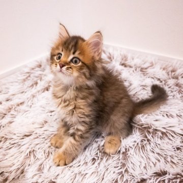 サイベリアン【広島県・女の子・2025年7月31日・ブラウンタビー（トリプルコート）】の写真「穏やかで優しい性格が魅力のブラウン美人」