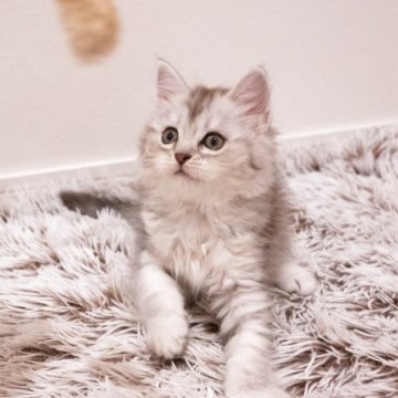 サイベリアン【広島県・女の子・2025年7月31日・シルバータビー（トリプルコート）】の写真「元気な愛されキャラでシンバーが上品な美猫ちゃん」