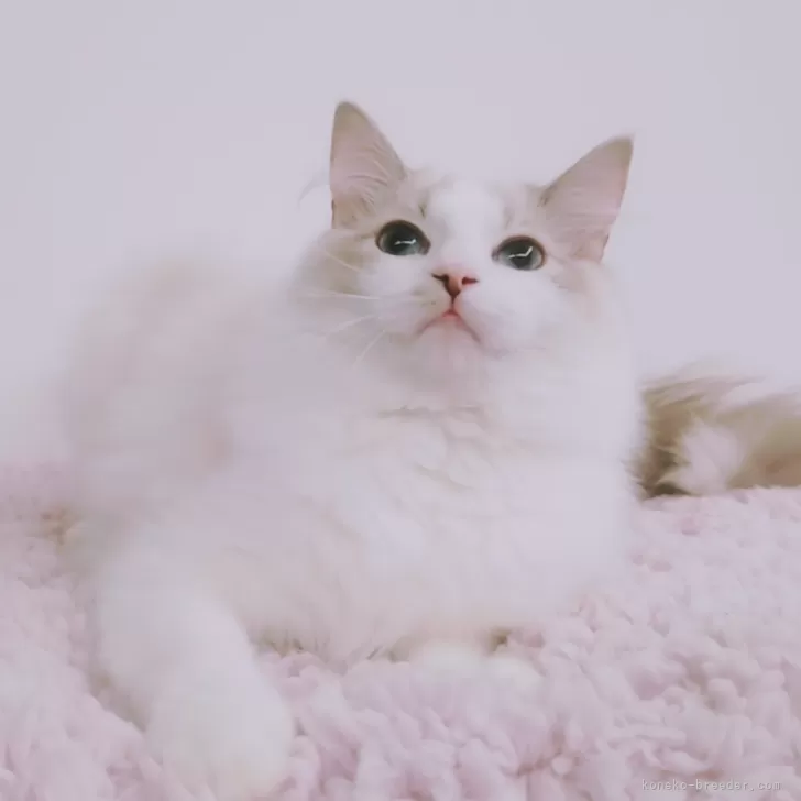 ID:2310-00666の子猫