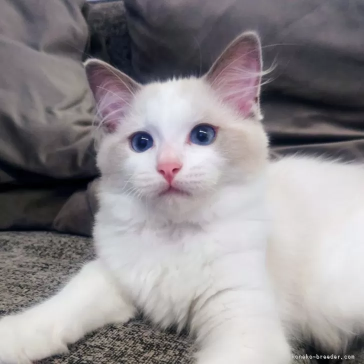 ID:2408-00439の子猫