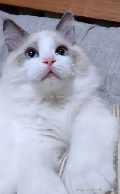 ID:2102-00257の子猫
