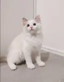 ラグドール【愛知県・女の子・2023年6月21日・ブルーポイントバイカラー】の写真2