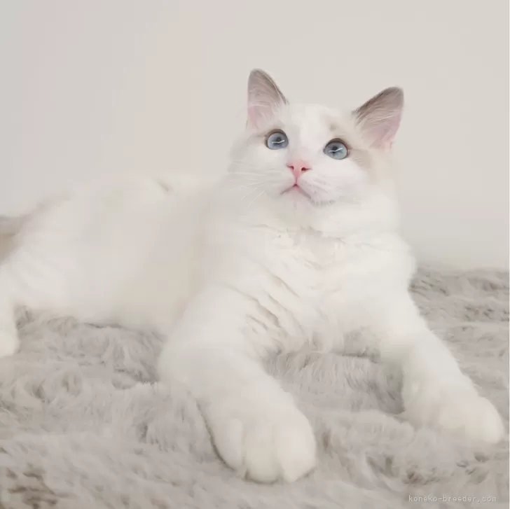 ID:2411-01324の子猫