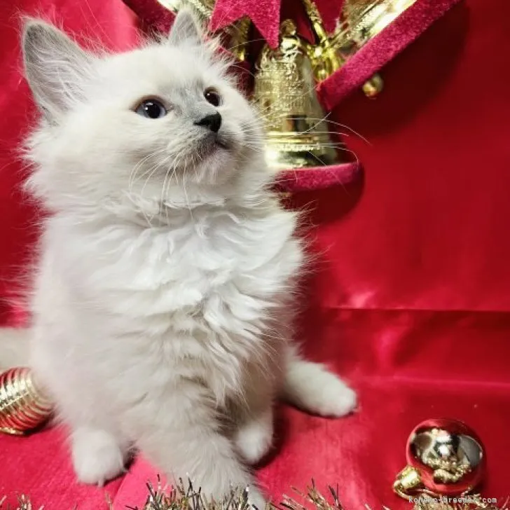 ID：2311-00549の子猫