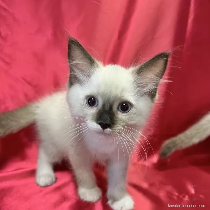 ID：2409-00137の子猫