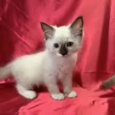 ラグドール【長野県・男の子・2024年7月10日・シールポイントミデット】の写真3