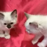 ラグドール【長野県・男の子・2024年7月10日・シールポイントミデット】の写真4