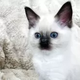 ラグドール【長野県・男の子・2025年4月4日・シールポイントミテッド】の写真1