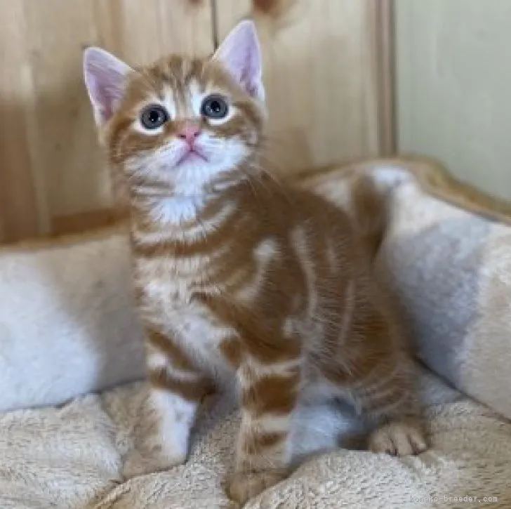 K.T 様のお迎えした子猫