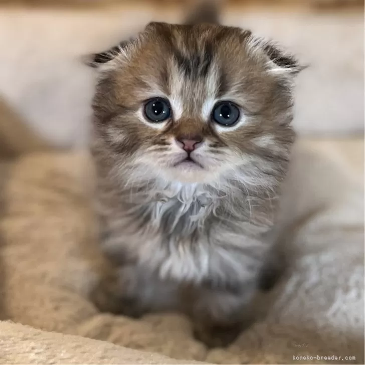 ID:2405-01947の子猫