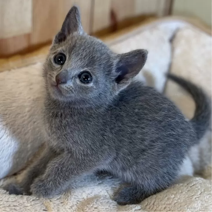 ID:2404-03148の子猫