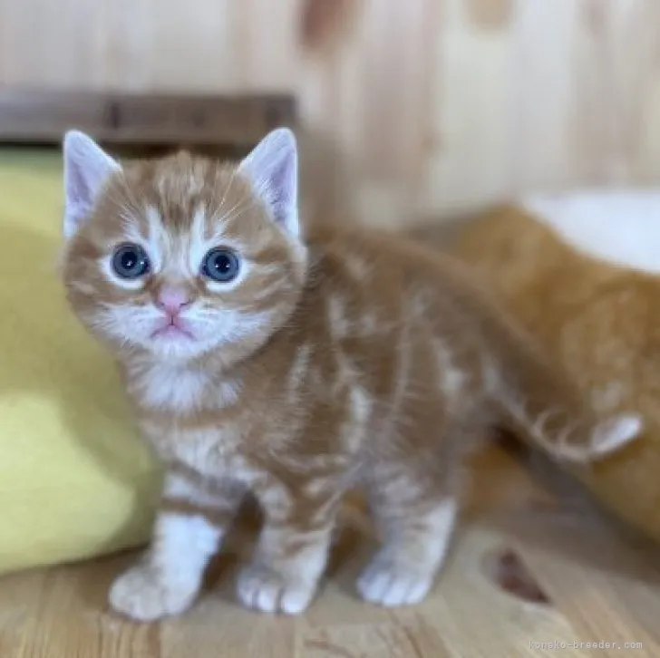 ID:2306-00254の子猫