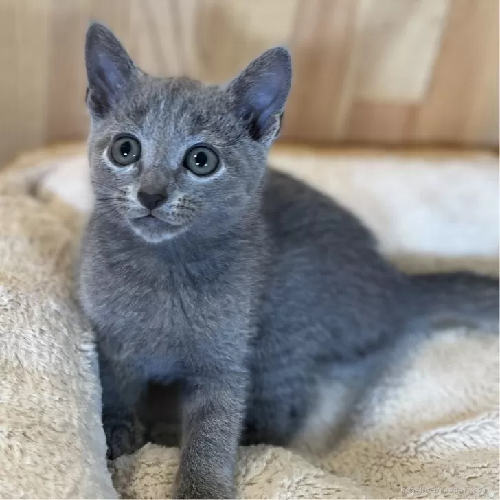 ID：2407-03380の子猫