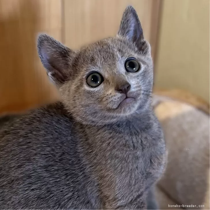 ID:2411-01855の子猫