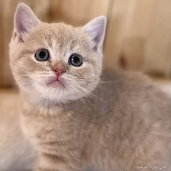 ID:2411-02567の子猫