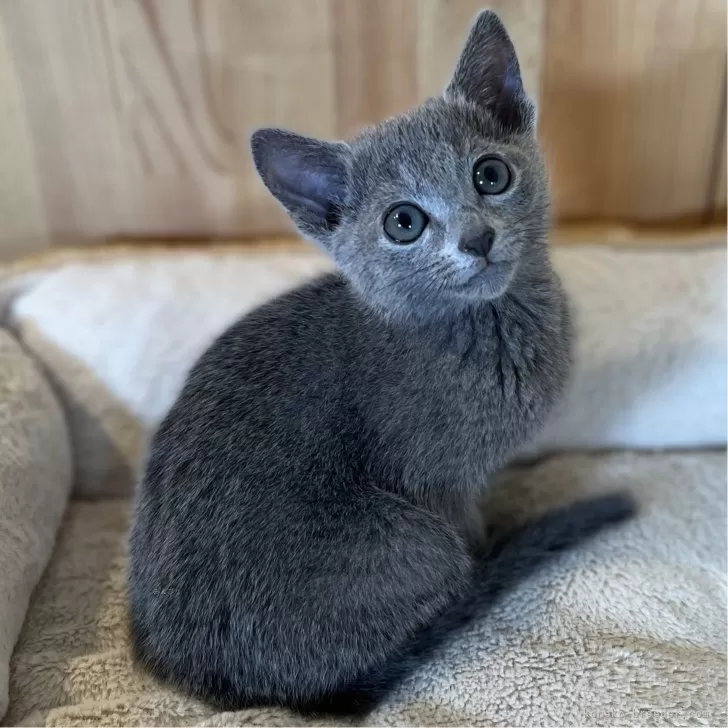 ID：2312-00858の子猫