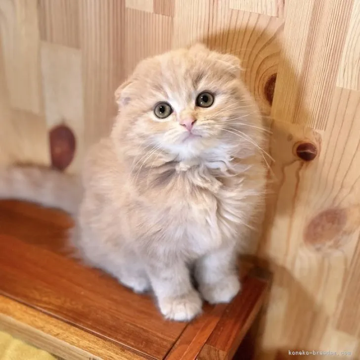 ID:2310-01722の子猫
