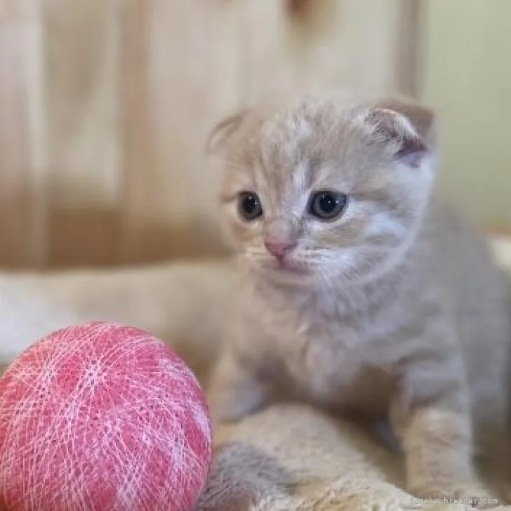 ID:2207-02819の子猫
