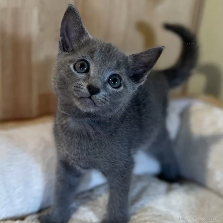 ID：2407-00972の子猫