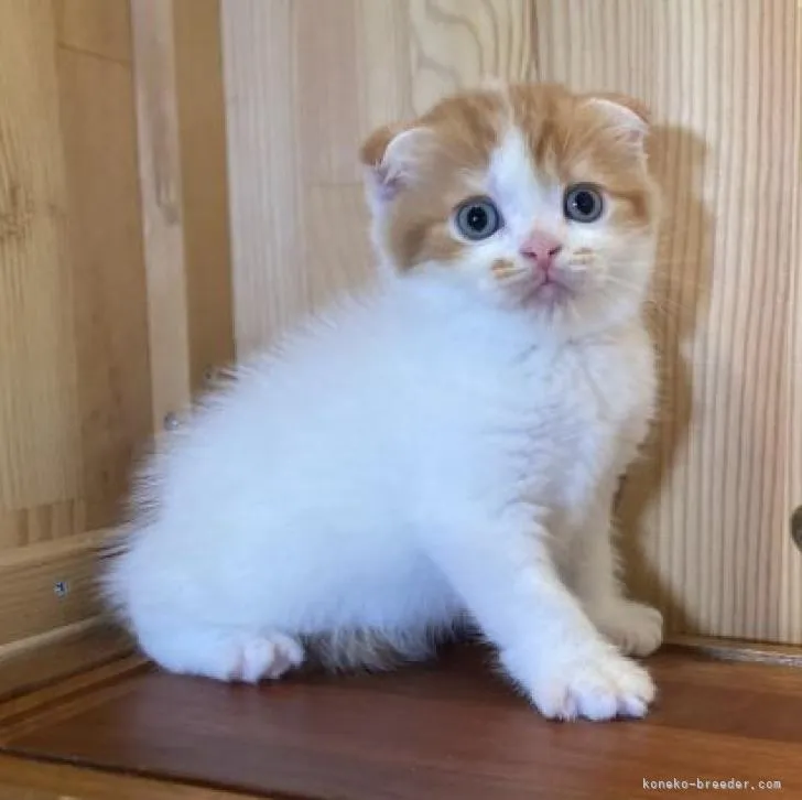ID:2207-02824の子猫