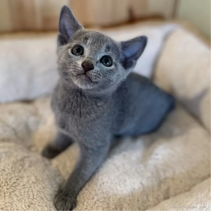 ID:2410-02181の子猫
