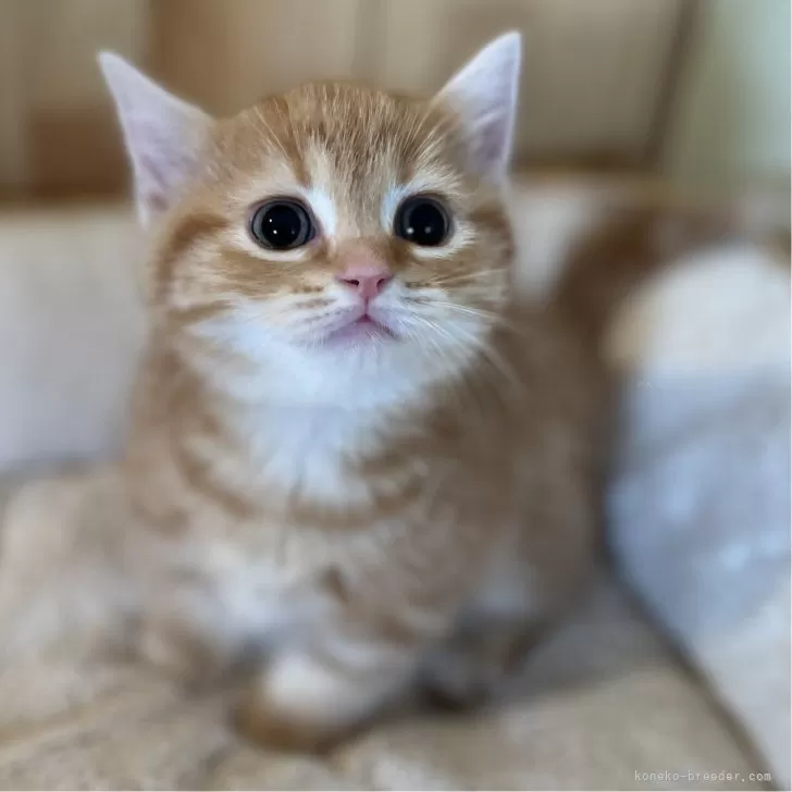 ID：2406-02424の子猫
