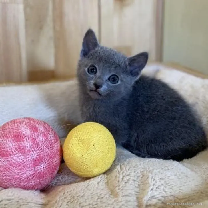ID:2301-02075の子猫