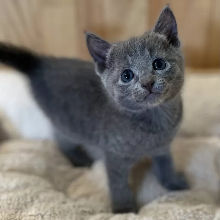 ID:2409-02729の子猫