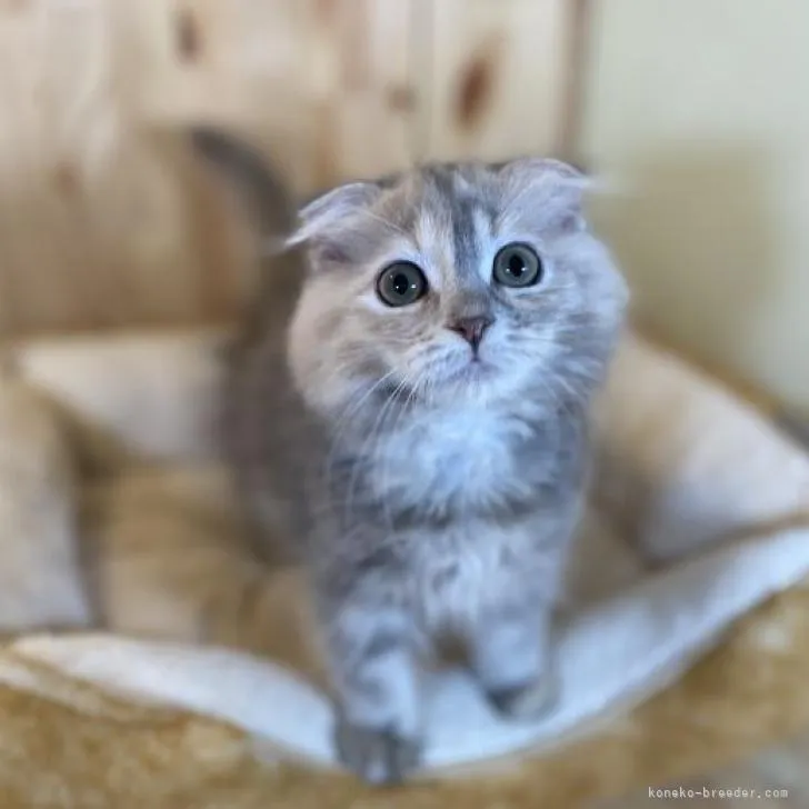 ID:2212-01697の子猫