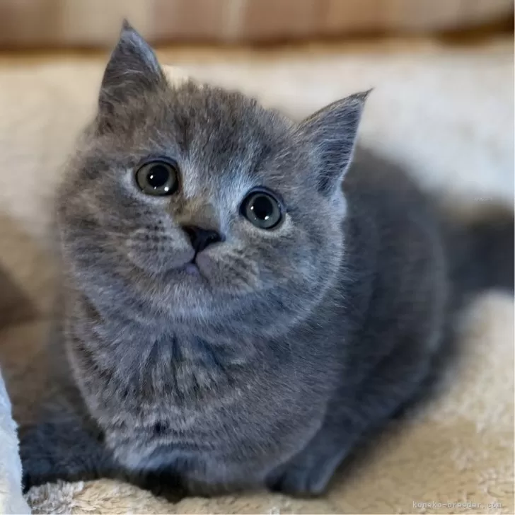 ID：2411-01666の子猫