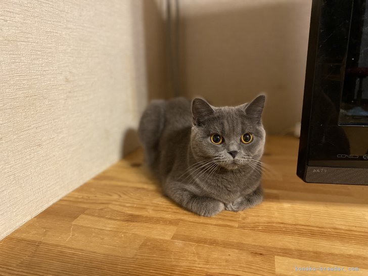 マンチカン【・女の子・2024年5月5日・ブルータビー】