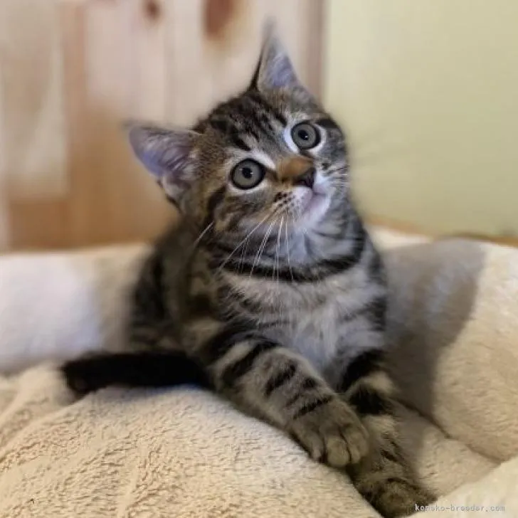 ID:2207-02142の子猫