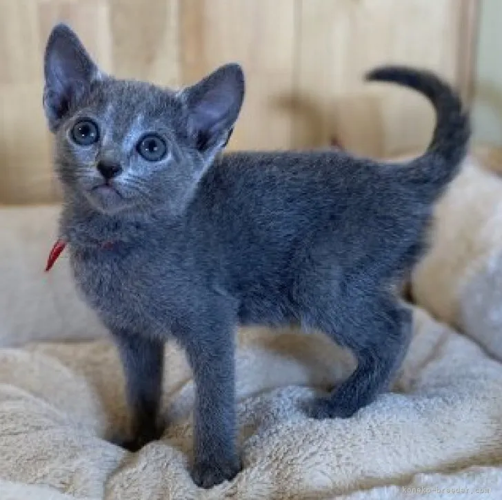 K.K 様のお迎えした子猫