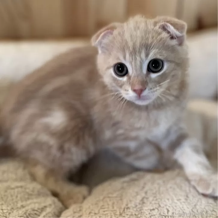 ID:2403-01598の子猫